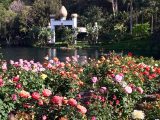 World Peace Rose Garden